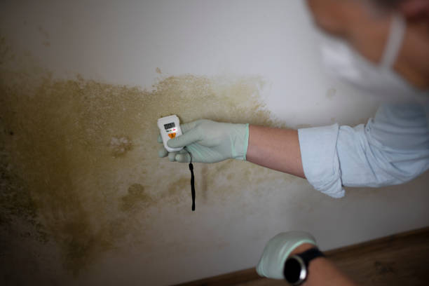 Best Emergency Mold Remediation  in Ahwahnee, CA